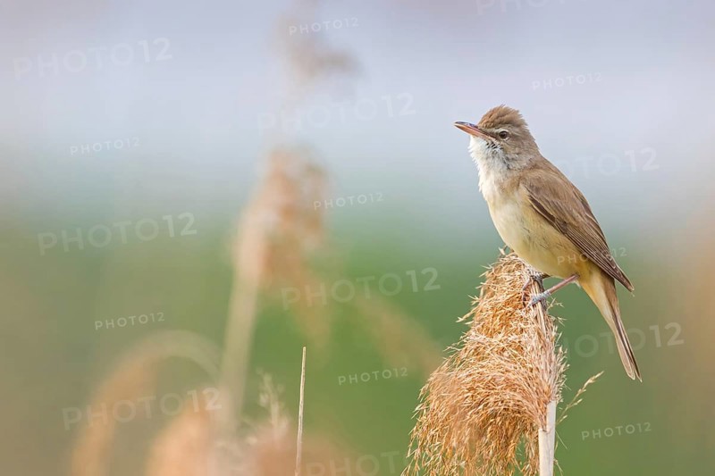 Reed warbler, (Acrocephalus arundinaceus), reedbed perch, biotope, habitat, animals, birds, songbird, reed warbler genus, Lobau, Vienna, Donaustadt, Vienna, Austria
