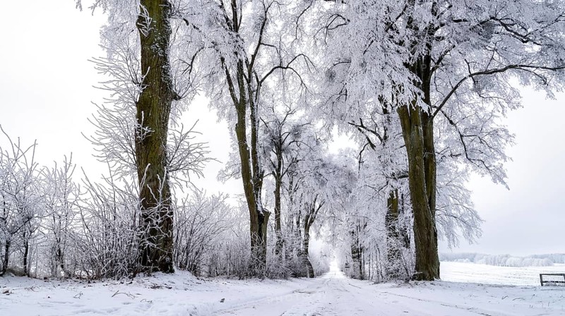 Snow-covered avenue in Masuria in eastern Poland in winter