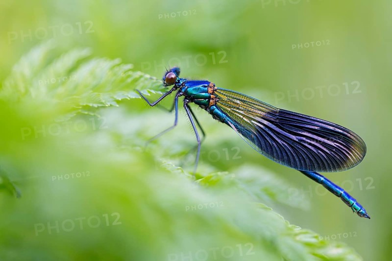 Banded demoiselle, (Calopteryx splendens), animals, insects, dragonfly, dragonfly, sideways, Lake Neusiedl, Andau, Burgenland, Austria