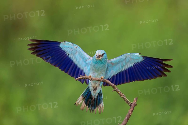 Roller, almond crow, (Coracias garrulus), animals, birds, raptors, raptor family, perch, biotope, habitat, spreads wings, Muselievo, Muselievo, Pleven, Bulgaria
