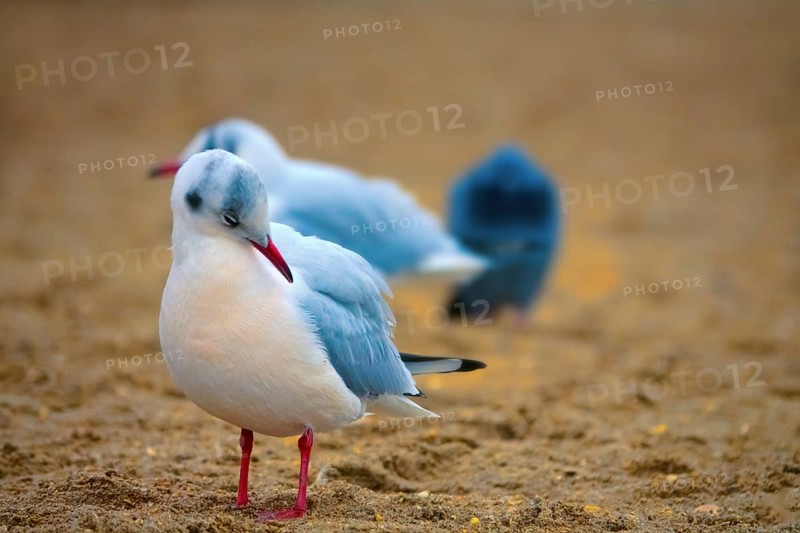Seagulls on the sea beach. Black-headed gull (Larus ridibundus) in winter plumage