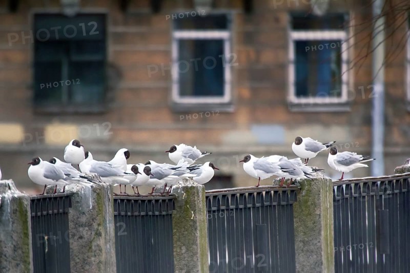 Birds in city have dual meaning. On one hand is aesthetic object, on other they scream and shit (harmful animals). Black-headed gulls on background of houses and cars, fence waterfront
