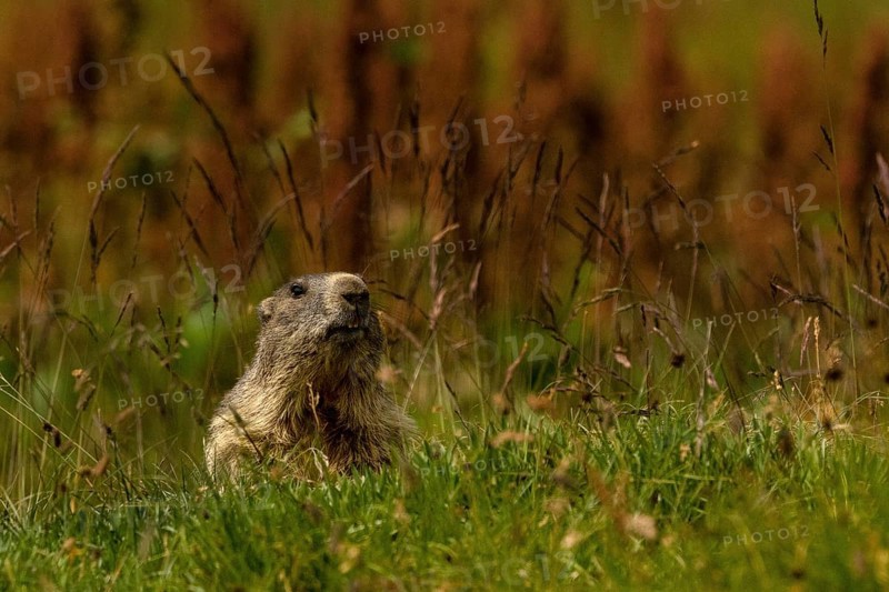 Marmota marmota, gran paradiso national park, italy