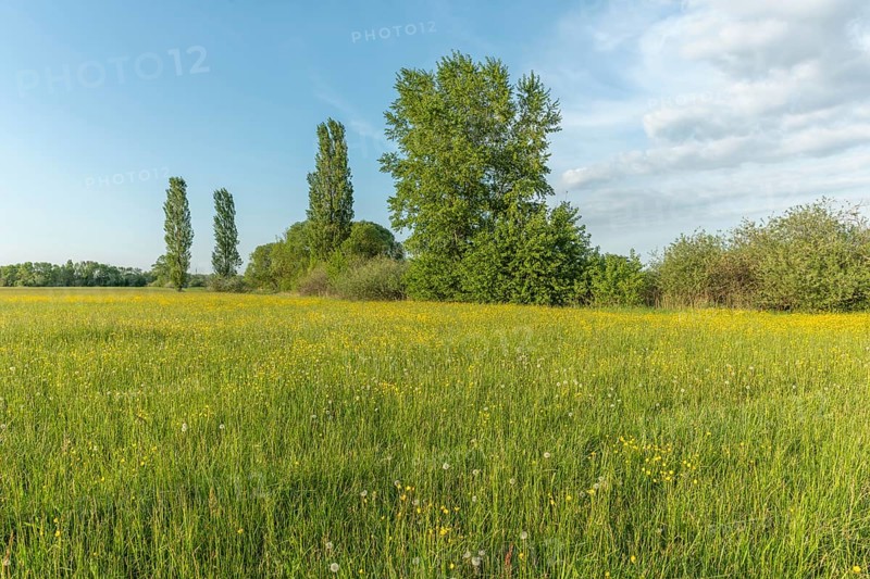 Flowering meadow with golden buds in spring. Alsace France