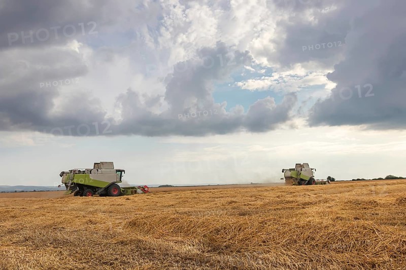 Combine harvester working on a wheat field. Harvesting wheat