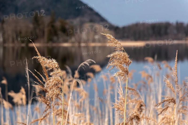 Scenic reflection of the vegetation at lake Schliersee in Bavaria, Germany