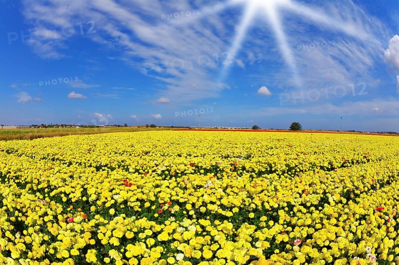 Solar spring day in fields flowers buttercups
