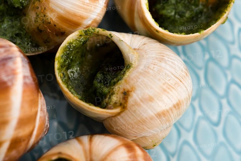 Close up of Escargots with garlic butter, lodz, poland