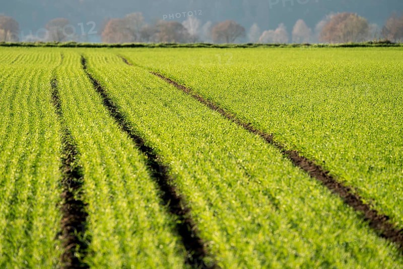 Agricultural field, Oberweser, Upper Weser Valley, Weser Uplands, Weserbergland, Hesse, Germany
