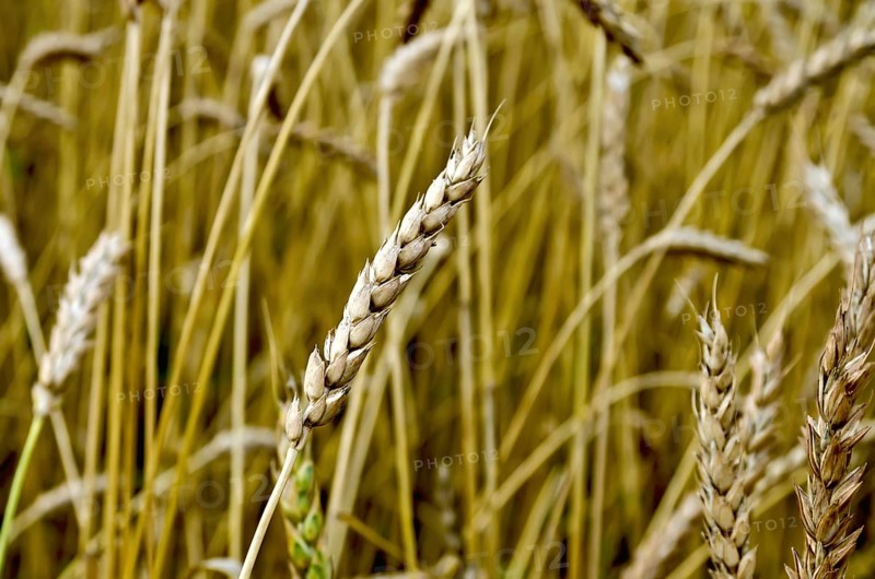 Ear of wheat on a background of a wheat field