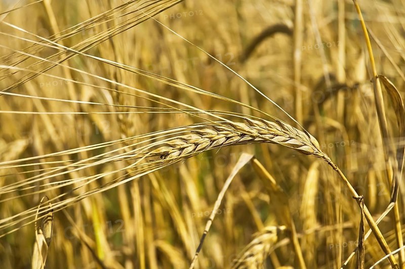 Golden ear of rye on the background field