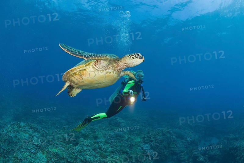 Green turtle and diver, Chelonia mydas, Maui, Hawaii, USA