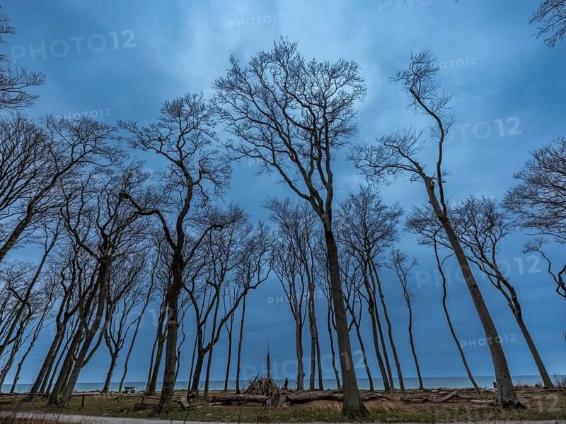 Trees in the ghostly forest on the cliffs facing the Baltic Sea, Nienhagen, Mecklenburg-Vorpommern, Germany