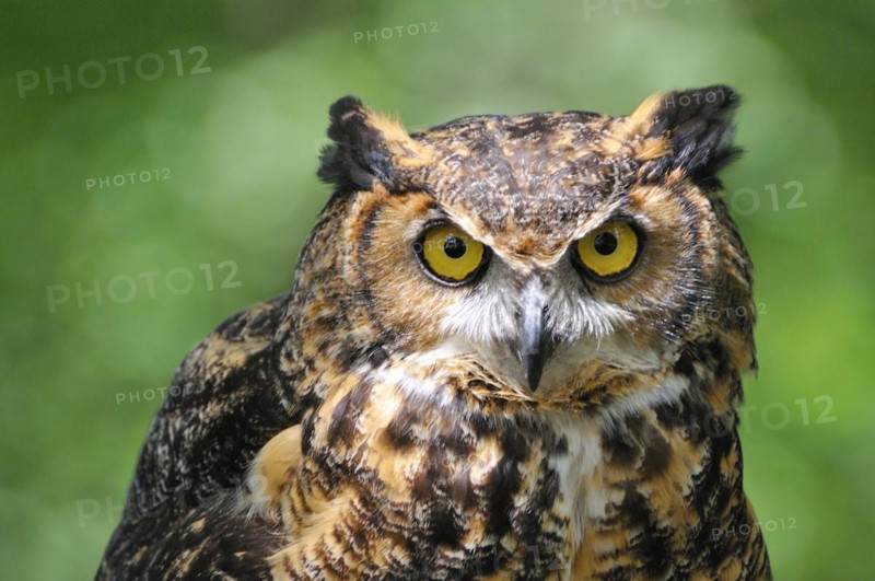 --Virginia eagle owl observing its surroundings. (captive) . Virginia owl observes his surroundings. (captive)
