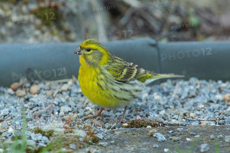 Serinus serinus (Serinus serinus)