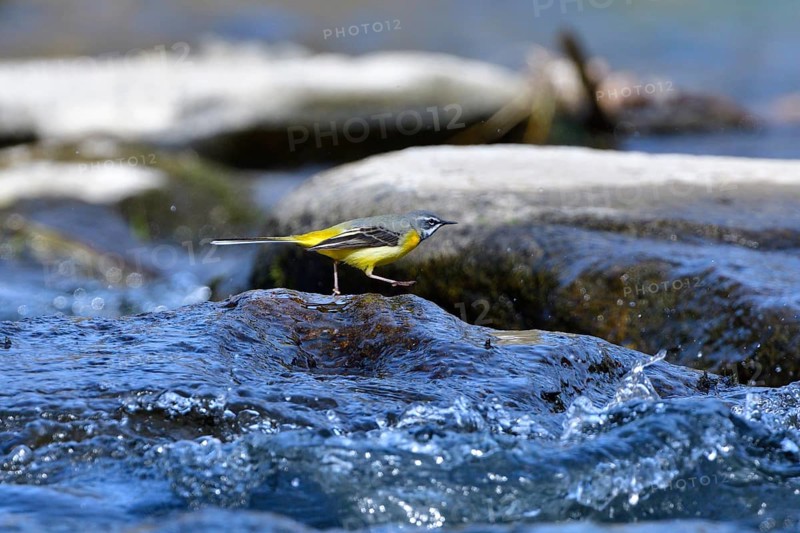 Grey wagtail (Motacilla cinerea)