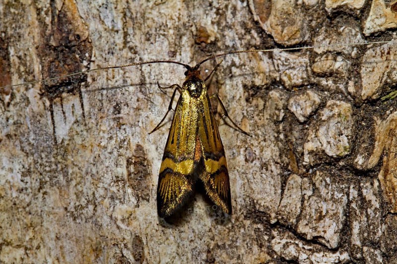 Banded longhorned moth (Nemophora degeerella)