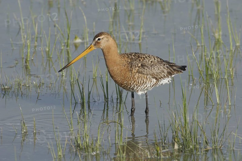 Black-tailed godwit (Limosa limosa)