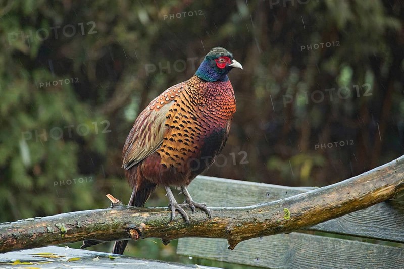 Pheasant (Phasianus colchicus)