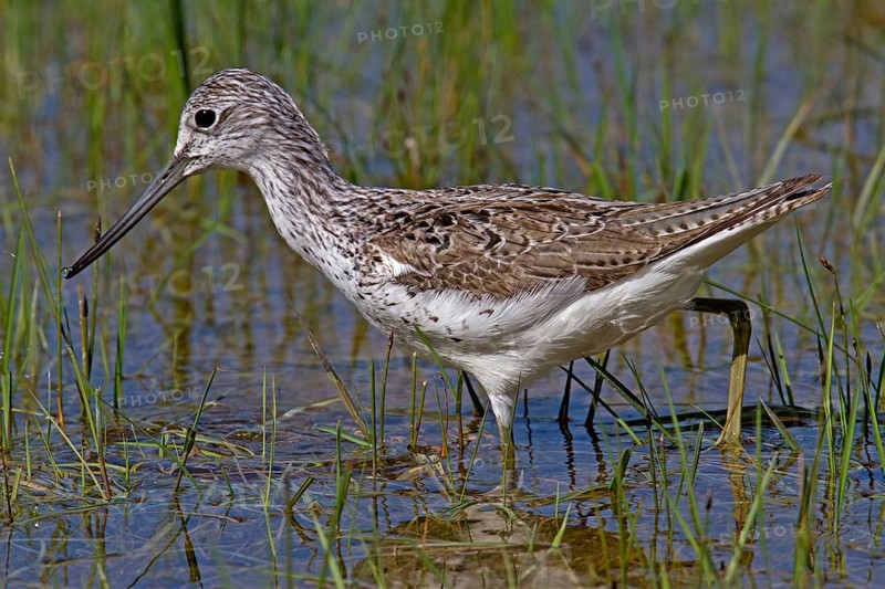Greenshank (Tringa nebularia)