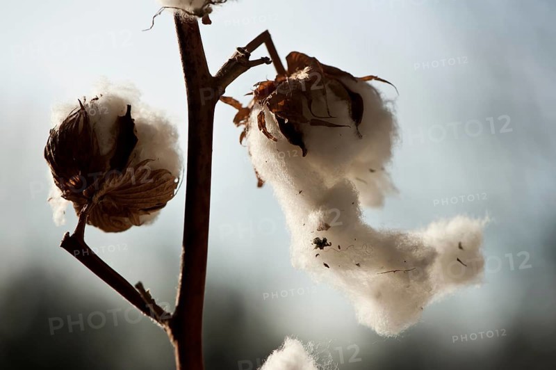 Cotton (Gossyium)