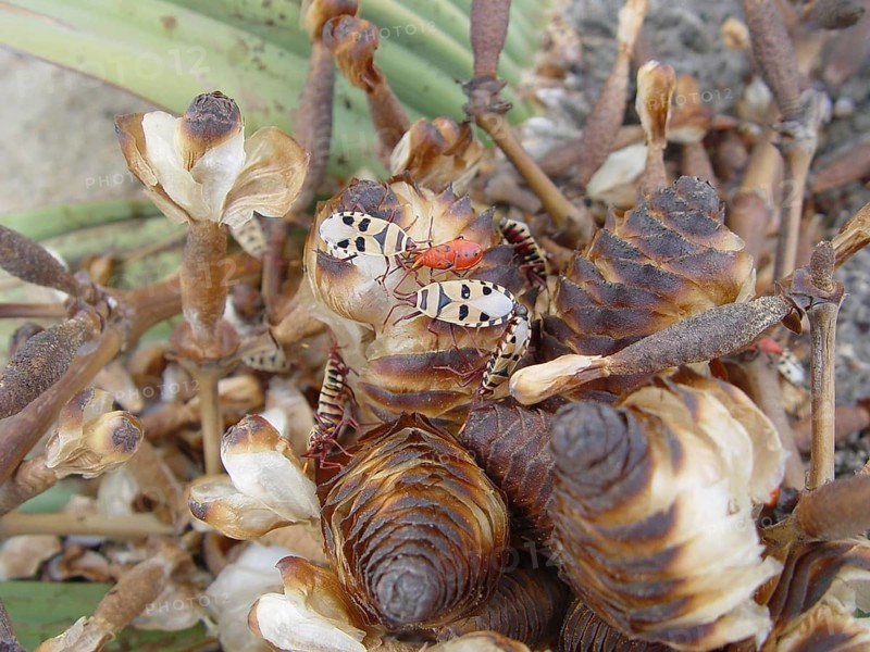 Welwitschia (Welwitschia mirabilis)