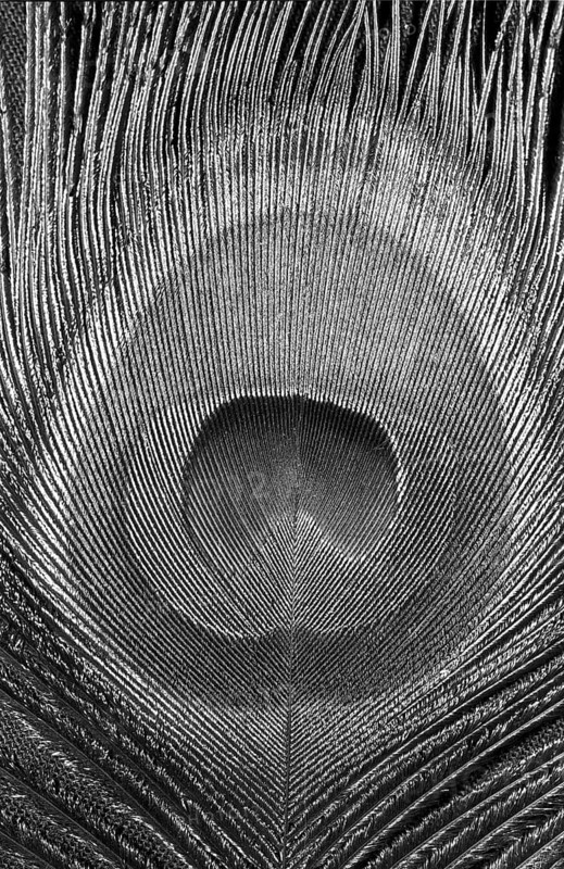 Indian peafowl SW eye feather (Pavo Scalloped ribbonfish)