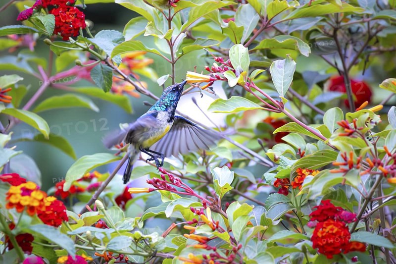 Closeup of a male Orange-breasted Sunbird (Anthobaphes violacea) in Ecopark Arusha National Park in Tanzania East Africa