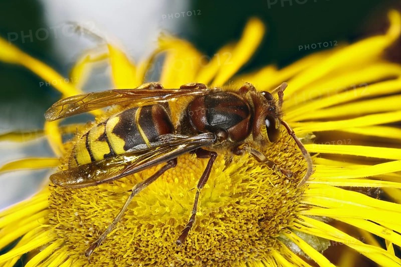 Hornet - on a Telekienblüte (Vespa crabro)