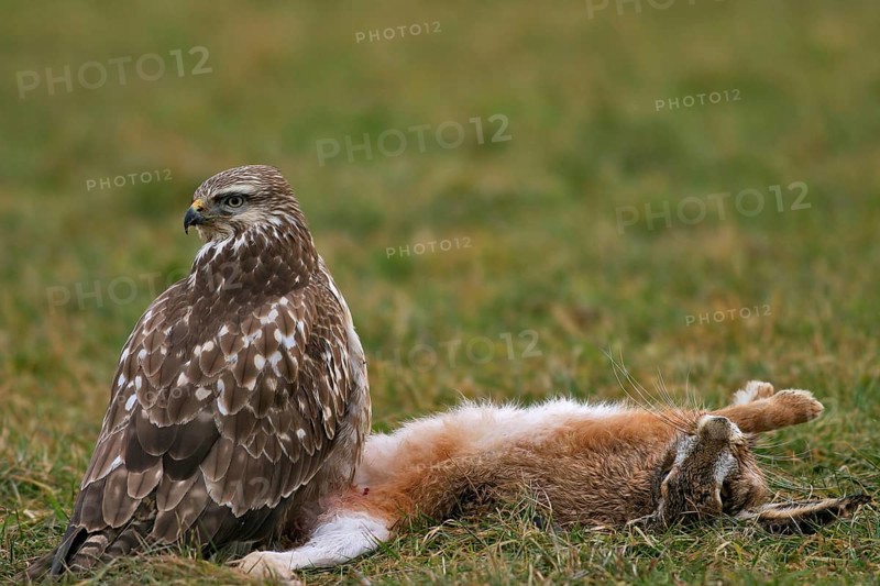 Buzzard with hare (Buteo buteo)