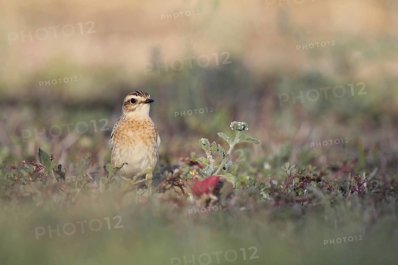 Whinchat in Punta Prima, Menorca
