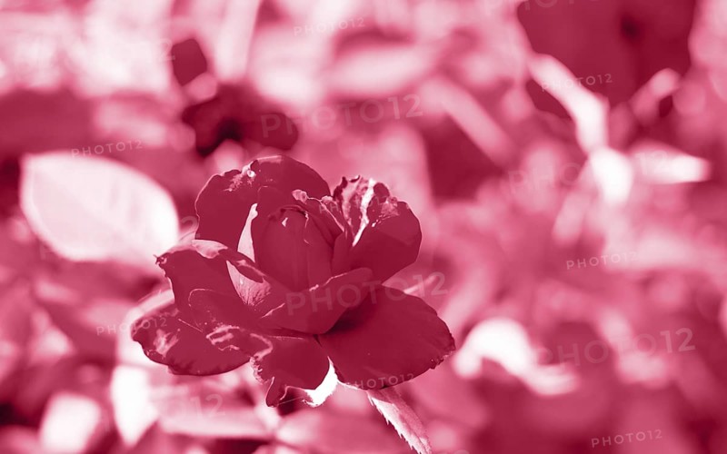 Red roses in the garden of red roses. Nature background. Trendy color of year 2023 - Viva Magenta