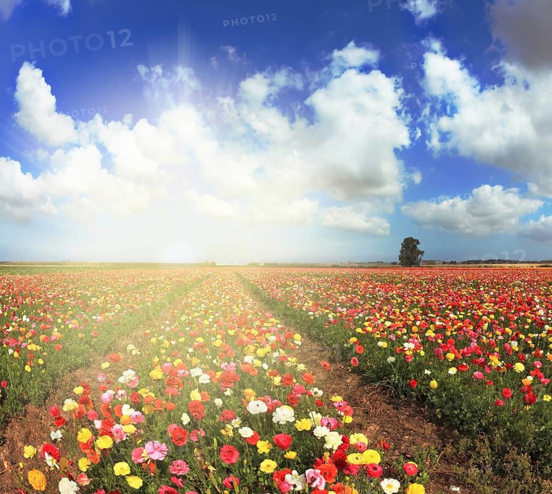 A lot of lovely blooming buttercups and shining clouds. Shining sharp rays of the sun illuminate the kibbutz field