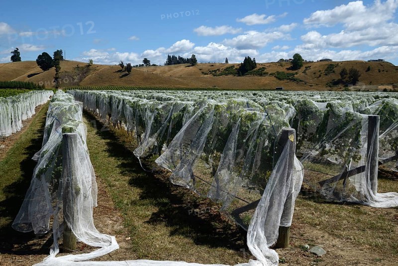 Netting covers a ripening grape crop at Marlborough, New Zealand
