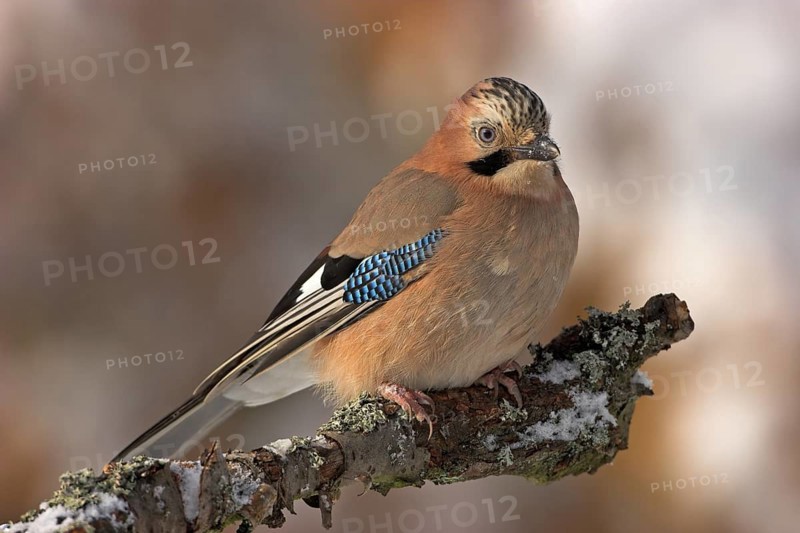 Jay, European Jay, Jay, eurasian jay (Garrulus glandarius), Geai des chênes, Arrendajo Común, Arrendajo, on perch, winter, snow, Ormoz area, Ormoz, Podravska, Slovenia