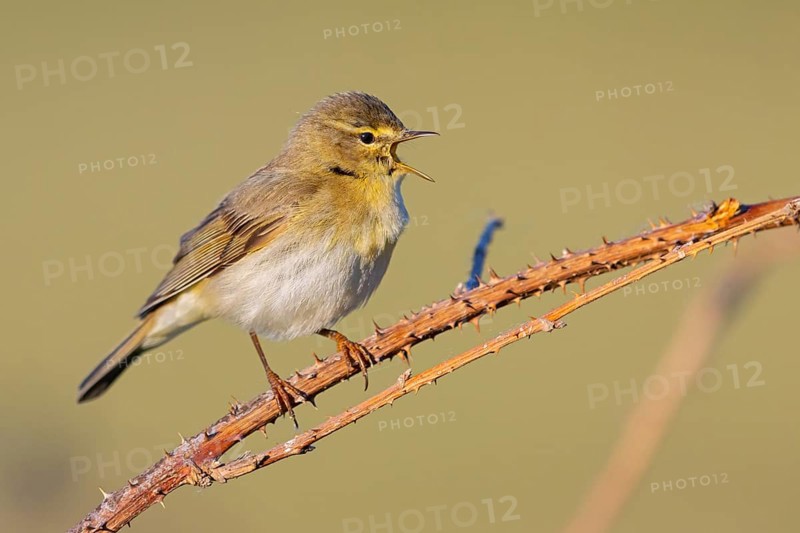 Willow Warbler, Willow Warbler, Phylloscopus trochilus, Pouillot fitis, Mosquitero Musical, Bad D¸rkheim district, Erpolzheim, Rhineland-Palatinate, Germany