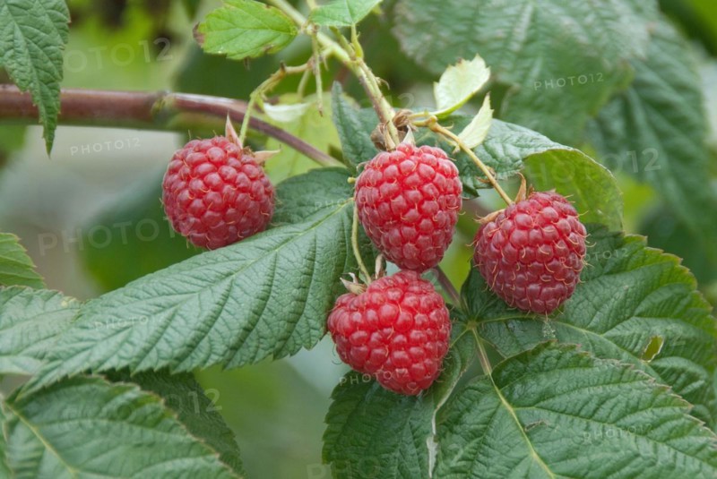 Raspberry (Rubus idaeus 'Himbotop'), Veitshöchheim, 81