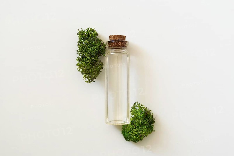 Sea moss personal care. Glass cork bottle with transparent serum and sea moss on white background. Ingredient for skincare.