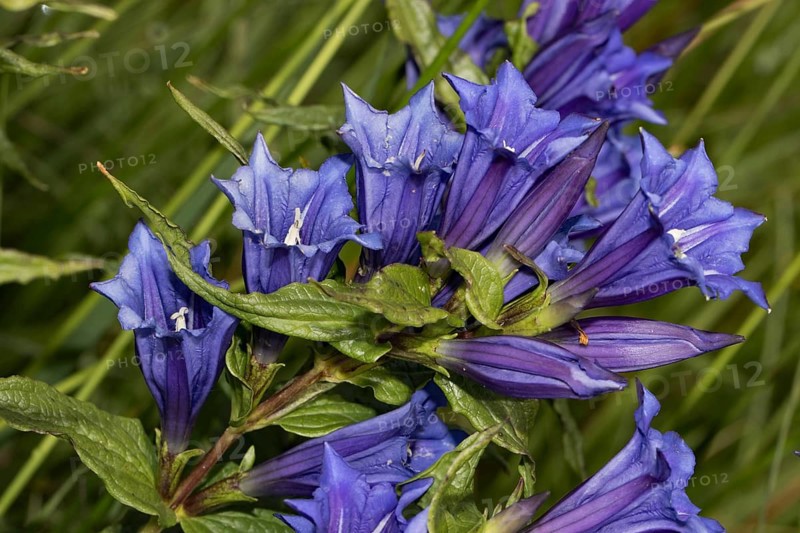Swallow-root gentian (Gentiana asclepiadea)