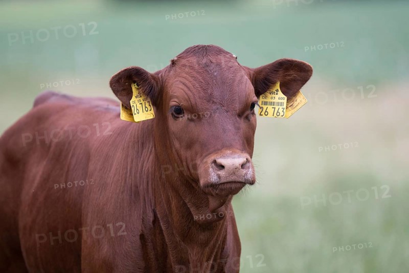 Red cattle calf