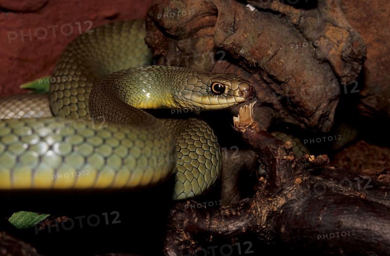Smooth snake (Coluber constrictor)