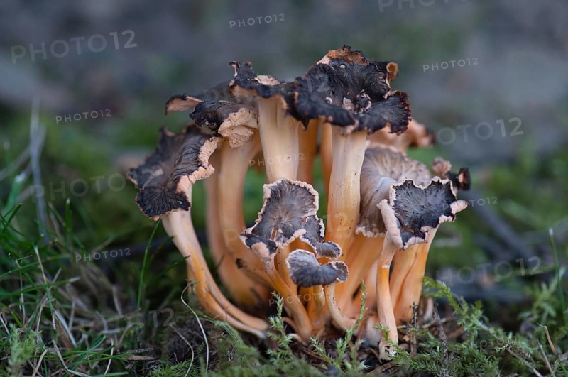 Star-creeping Leistling (Cantharellus aurora)