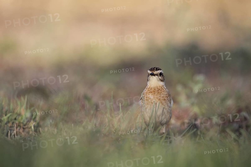 Whinchat in Punta Prima, Menorca