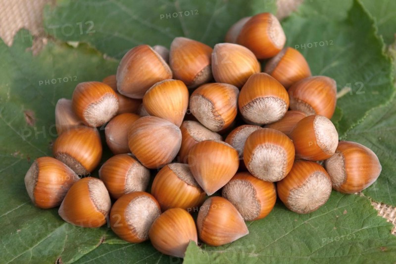 Hazelnut (Corylus 'Halle'sche Riesen'), Laußnitz, 81
