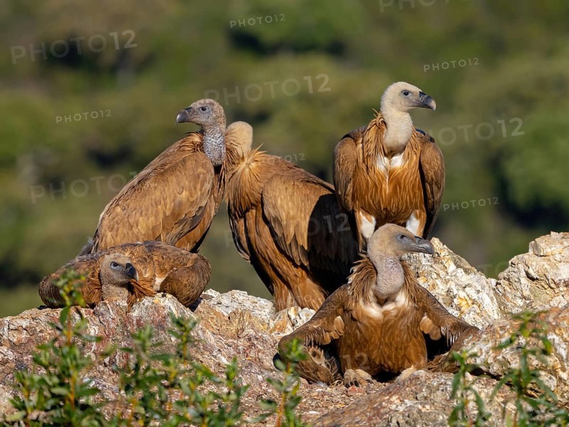 Griffon Vulture, Eurasian Griffon Vulture, Griffon Vulture, Eurasian Griffon, (Gyps fulvu), Vautour fauve, Buitre Leonado, four Griffon Vultures, Group, Hides De Calera / Valley Hide, Calera Y Chozas, Castilla La Mancha / Toledo, Spain