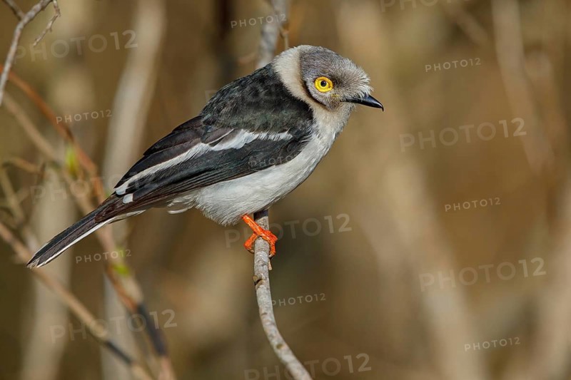 White-fronted shrike, (Prionops plumata), wanga shrike, passerine birds, Africa, Mkuze Game Reserve, Mkuze, KwaZulu-Natal, South Africa