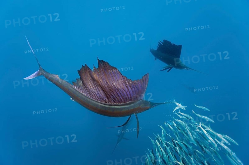 Atlantic sailfish, Istiophorus albicans, Isla Mujeres, Yucatan Peninsula, Caribbean, Mexico