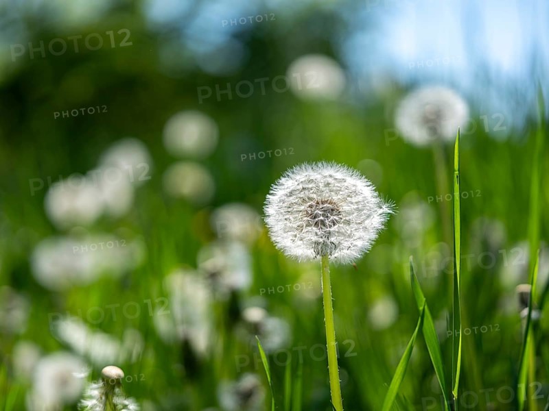 Dandelion (Taraxacum), dandelions, in a meadow, Offenbach am Main, Hesse, Germany