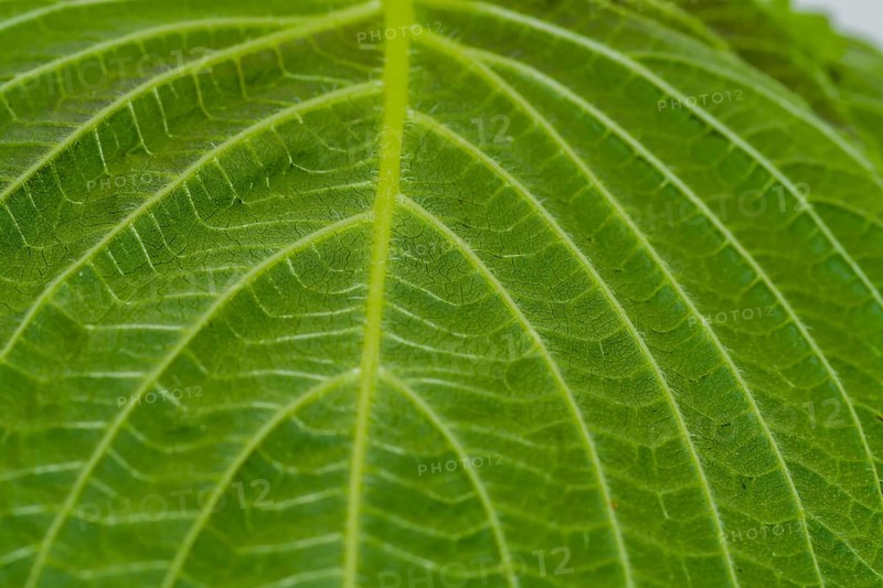 Closeup of leaf of Sesame plant (Sesamum indicum) with view of stem with smaller veins branching out