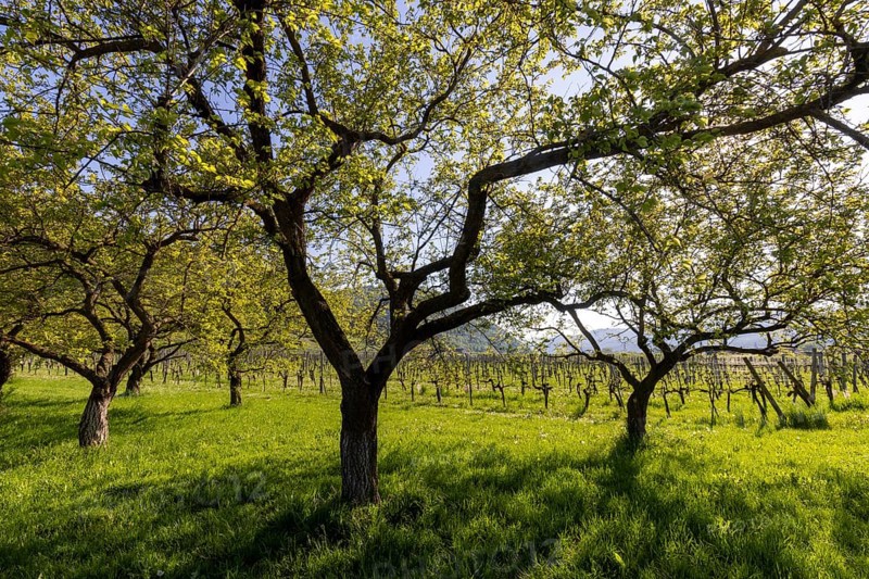 Apricot mile, orchard with apricot and apple trees, Rossatz, Wachau, Lower Austria, Austria